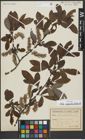 Foto von Salix appendiculata Vill.